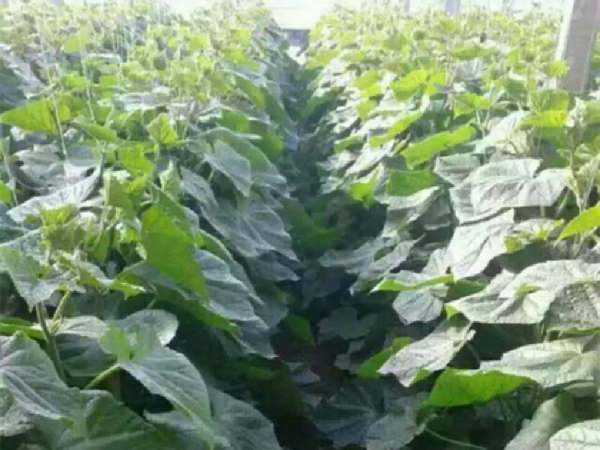 深翻后枝繁叶茂，增产效果显著