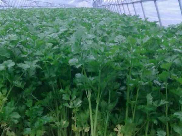 深翻后枝繁叶茂，增产效果显著