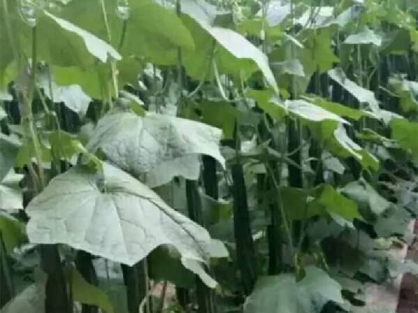 深翻后枝繁叶茂，增产效果显著