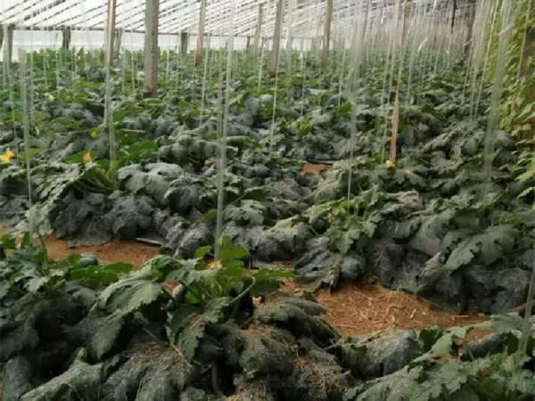 深翻后枝繁叶茂，增产效果显著